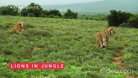 Lions Roaming in Jungle | Animals | NatureQuest