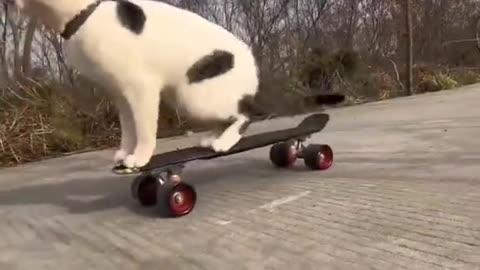 Cute cat 😺 skating funny video 🤣😄 Must watch don't laugh 🤩🤣😀