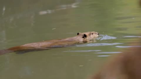 Beaver Rewilding Impacts Measured by NASA Download