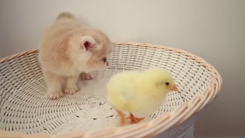 Kittens play with tiny chicken