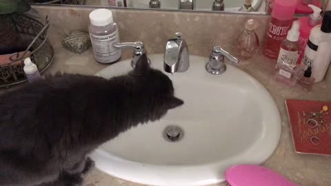 Our Kitten Has NO Fear of Water
