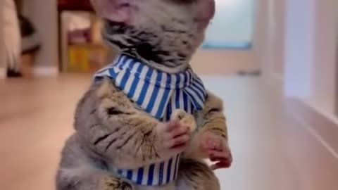 CUTE AND FUNNY animals. Relax and laugh with this video