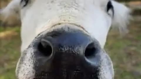 Cute Calf Loves His Chin Scratched