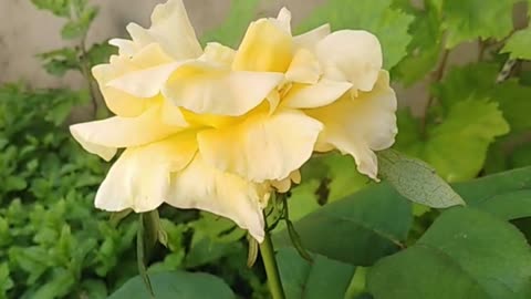 Beautiful Yellow Rose