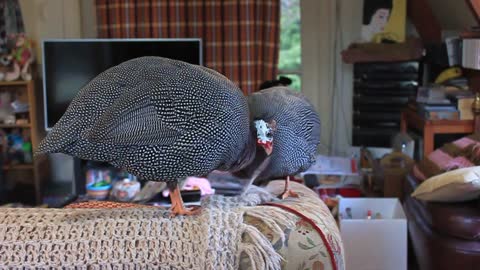 Pet Guinea Fowl helps with house work