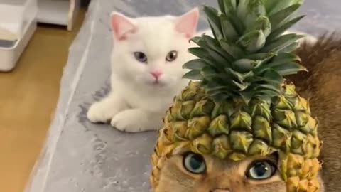 Introducing perfect Fruit cap for cat 😺