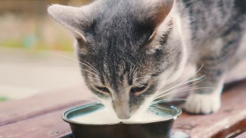 Cat Milk Bowl Drinking Kitty Pet Animal Cute