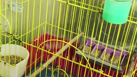 Check the cage of a group of lovebirds and put what they need