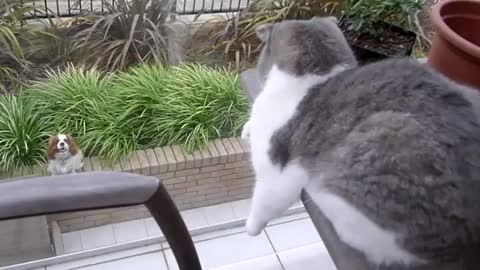 Puppie flirt with cat