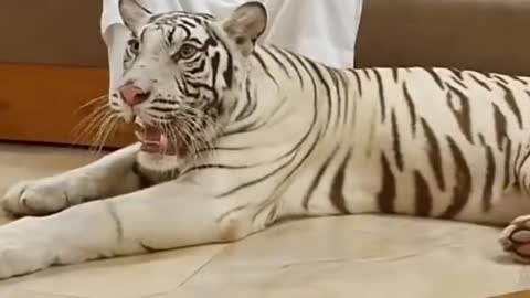 white tiger playing with its owner