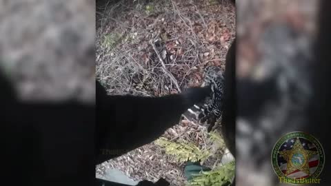 Alachua County deputy stops a fight between a hawk and a snake