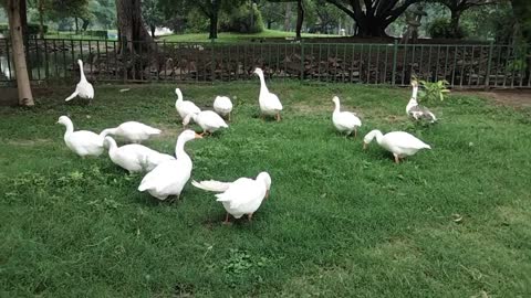 Beautiful Geese For Dogs And Cats | Geese Video By Kingdom of Awais