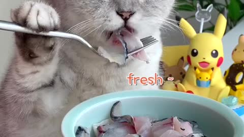 The cat chef actually ate while cooking fish