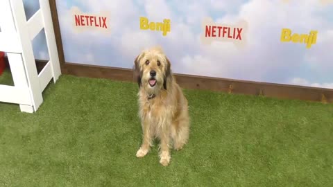 The Los Angeles Premiere Of The New Netflix Film 'Benji'