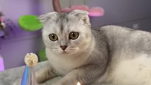 Happy birthday to you kisa,cat short video