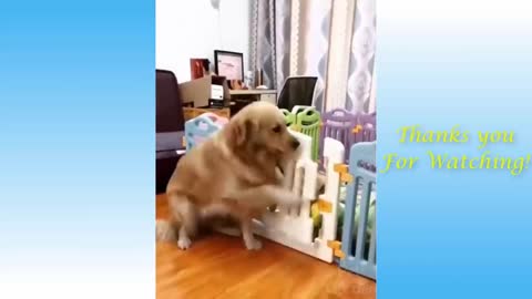 Pets /Cute/Funny/Videos Compilation/Sweet Pets/Gogs and Cats/