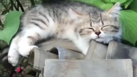 Best Cute CatsFunny Fail ops Moments Viral Clips shorts Video trending animals funny reels