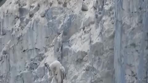 No predators can catch mountains goats in his territory-