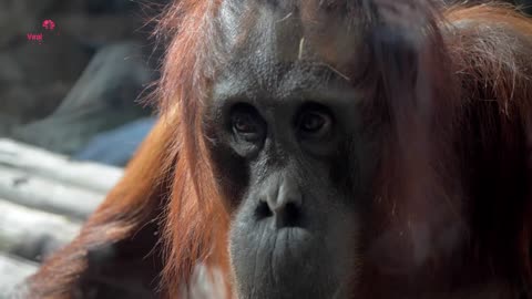 What Happened When an Orangutan Mother and Her Baby Were Reunited