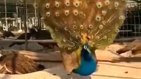 Peacock’s Majestic Dance: Unfurling a Kaleidoscope of Feathers