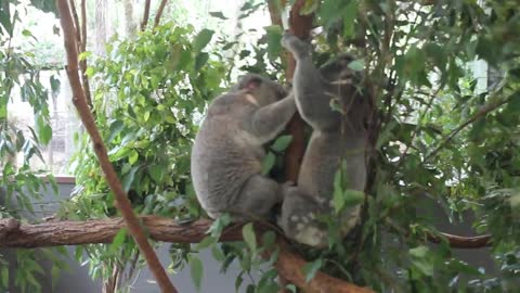 KOALA FIGHT l KOALA VOICES l Lone Pine Koala Sanctuary l Australia l Zoo