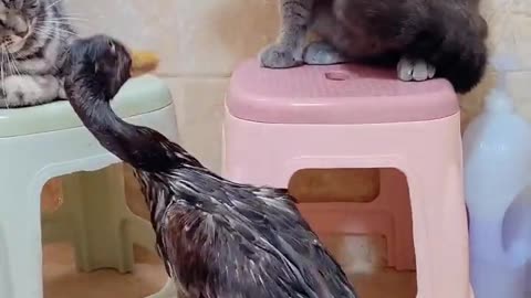 Cat and duck funny #viral #funny #viral funny.
