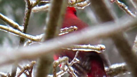 Cardinal