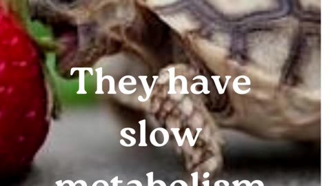 Turtle facts