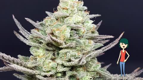 Candy Ice - Lineage Genetics