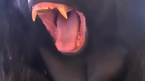 Send this to someone to make them yawn! #silverback #gorilla #animals #yawn #youtubeshorts