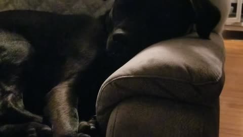 Bunny Digs Into Dog Brother