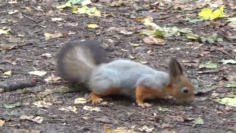 #squirrel looking for food #shorts #viralshorts