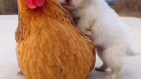 Funny qute baby hen and dog 🐕 #funy video# clip
