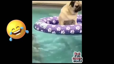 Best Funny Animal Videos/Videos That Make You Laugh -Cats/Dogs🐱🐶#1 COMPILATION