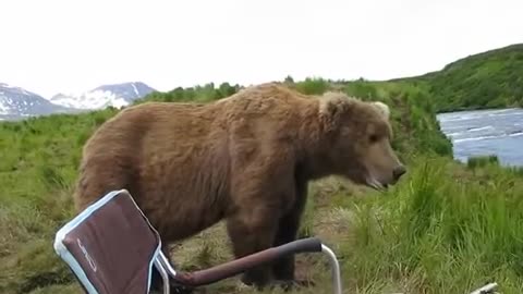 A bear came to a fisherman in Alaska