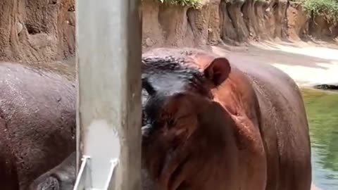 Let's smash watermelons together, hippos seem to like watermelons so much