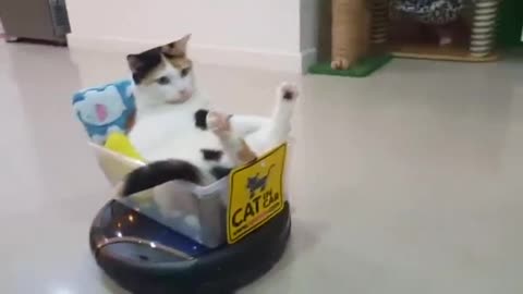 Cat Riding A Roomba