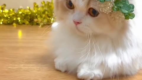 Cat lover must watch 🌹❤️ #cat #cats #lover #rumble #trendning #viral #shorts #short