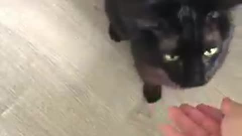 Teaching A Cat To Sit