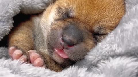 Cute puppy sleeping 😍😍😍