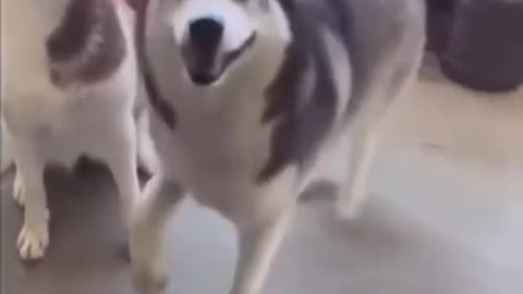 Siberian Husky | happy dog dancing