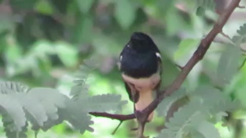 Oriental magpie robin birds