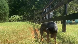 Playful Pooch Digs Trench for Stream