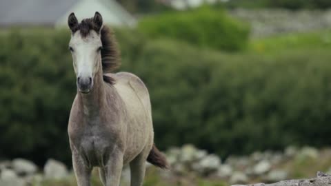 Gray Horse Running On Grassland | 4K Video