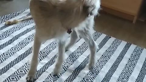 Puppy Has A Funny Way Of Chasing His Tail