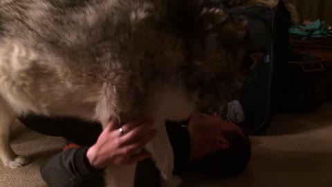 95 lb Dog motivates owner to foam roll back