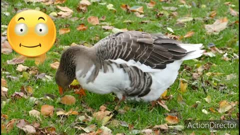 Beautiful Birds eating food in the forest , looking so lovely