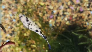 Fish , friendly betta female koi