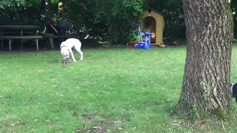 Dogs with big broom