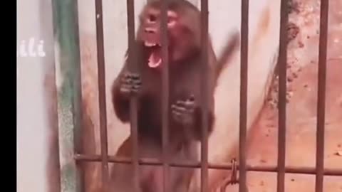 Funny Monkey 🙉🙉🙉🐒🤣.